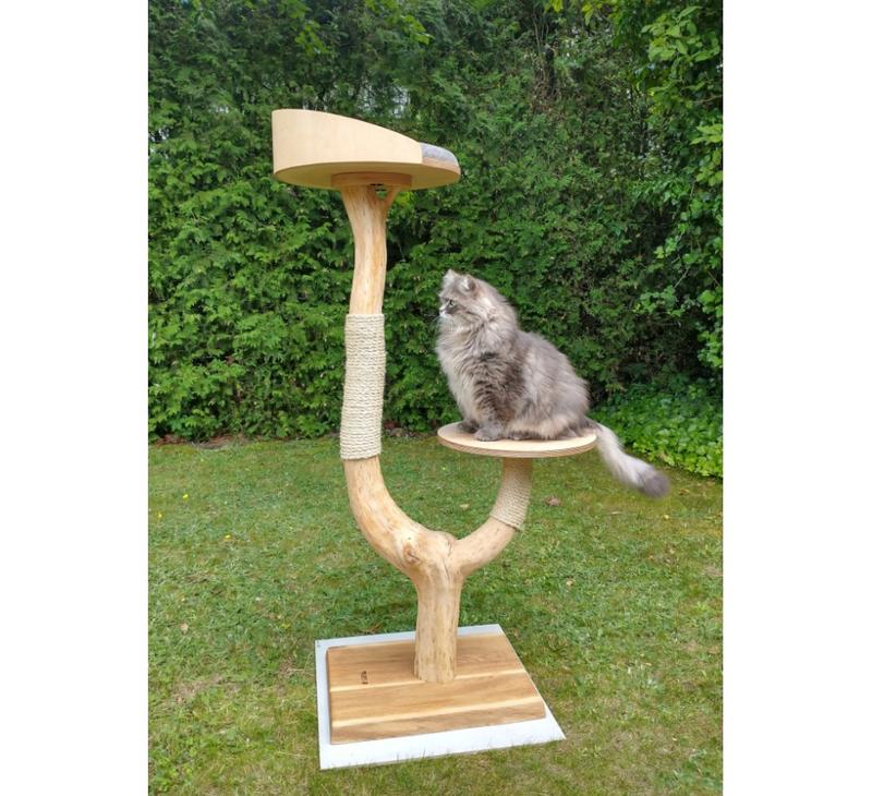 Przygotowanie domu dla kota