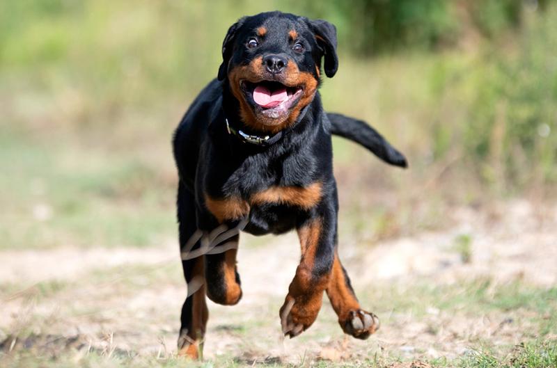 Rottweiler charakterystyka rasy