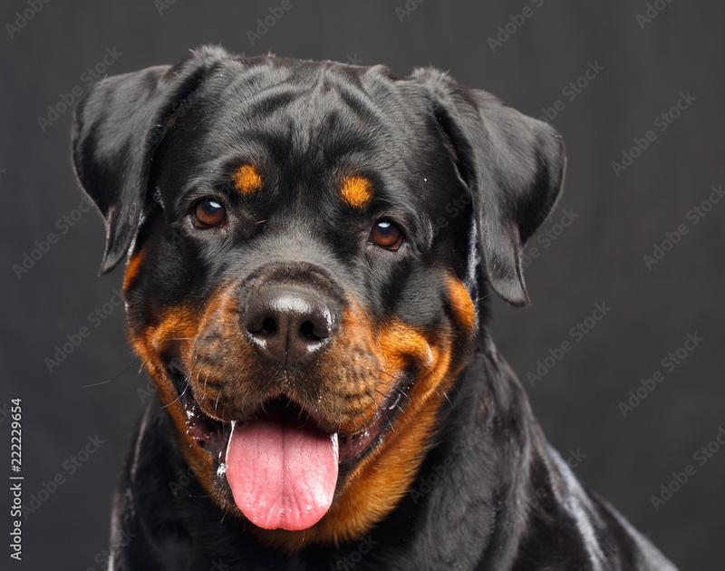 Rottweiler wychowanie i szkolenie