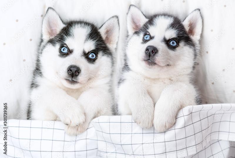 Siberian husky charakterystyka rasy