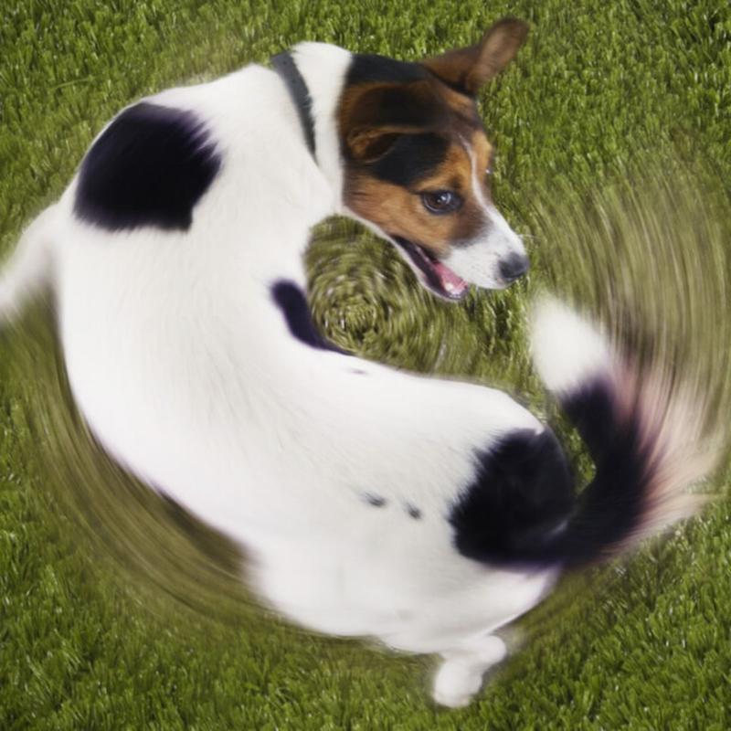 Stres a zabawa u psów