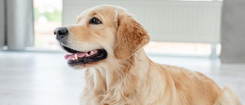 Szczeniak a dorosły pies potrzeby fizjologiczne