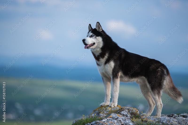 Temperament i osobowość husky
