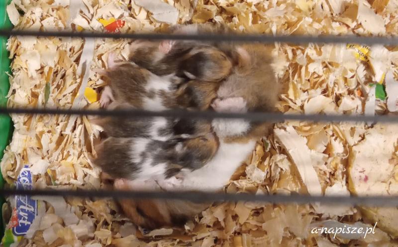 Wygląd nowonarodzonych chomików