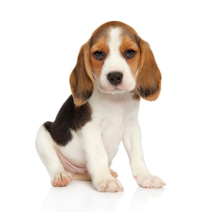 Wyprowadzanie psa i regularność