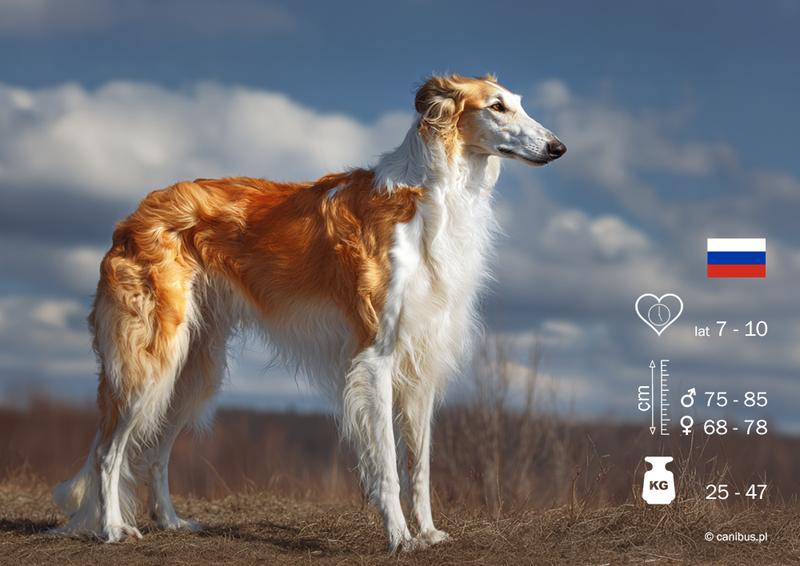 Zachowanie i temperament charta