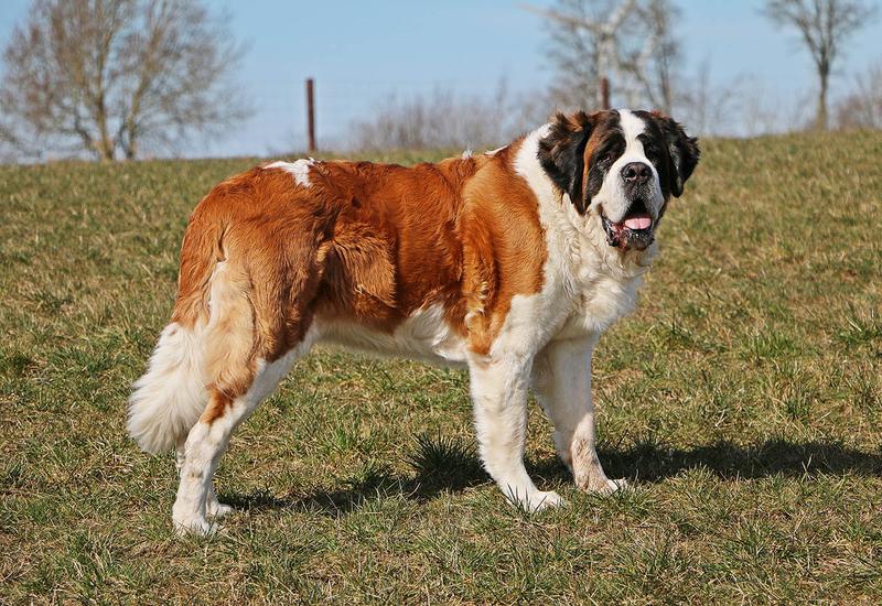 Zalety i wyzwania posiadania bernardyna