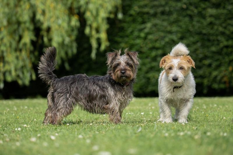 Zalety posiadania Norfolk Terriera