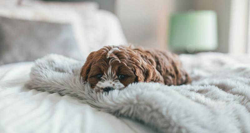 Zapalenie gardła u psa objawy