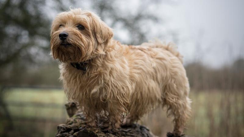 Zdrowie i pielęgnacja Norfolk Terriera