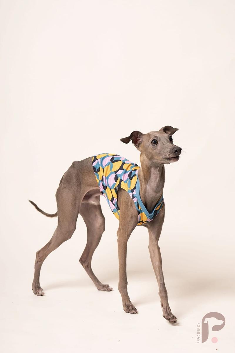 Zdrowie i pielęgnacja charta