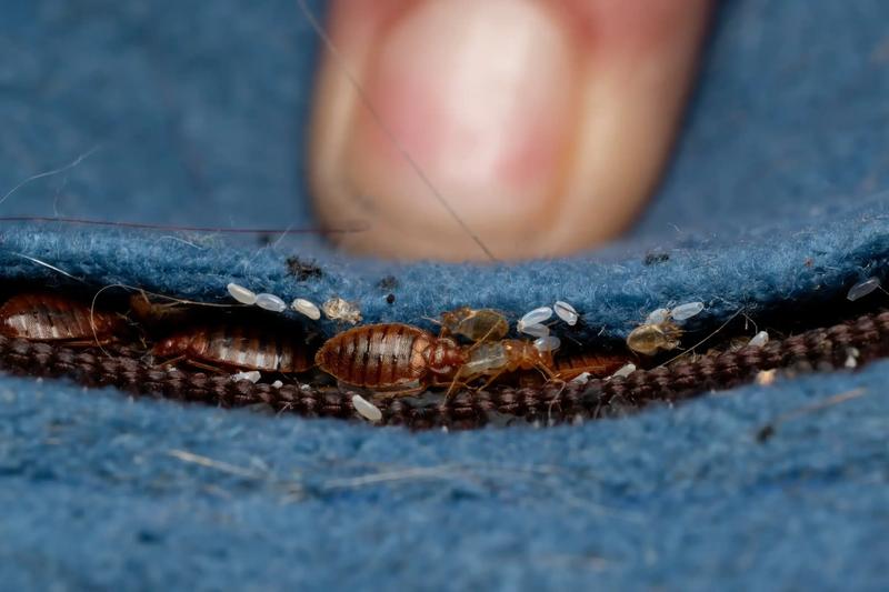 Zwalczanie pluskiew Kielce