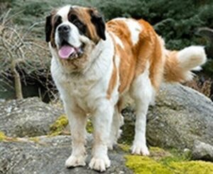 Bernardyn – niezwykły towarzysz i jego charakterystyka rasy