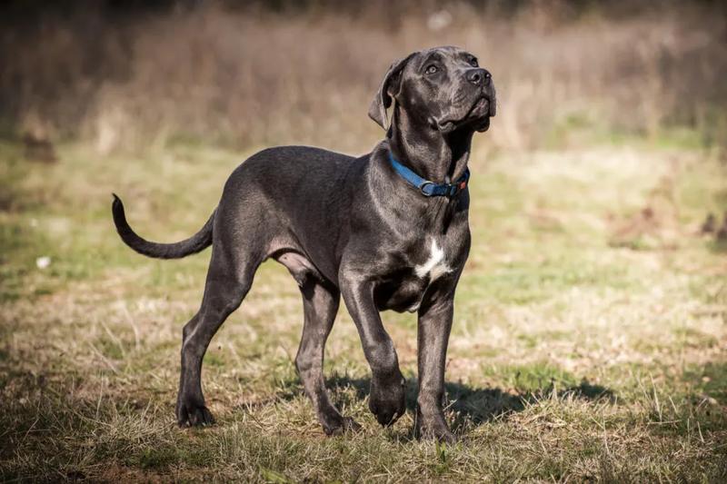 Cane Corso – niezwykła rasa, jej charakterystyka i fascynujący opis
