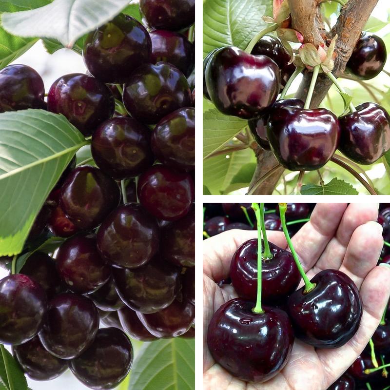 Chomiki a czeresnie – co warto wiedzieć o ich diecie?