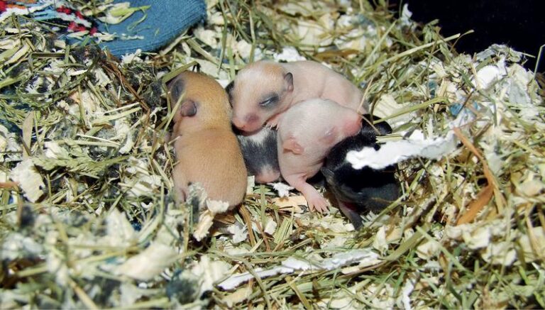 Ciąża chomika – co warto wiedzieć o jej przebiegu i wyglądzie?