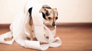 Co może powodować biegunkę z krwią u psa? Poznaj przyczyny i zagrożenia