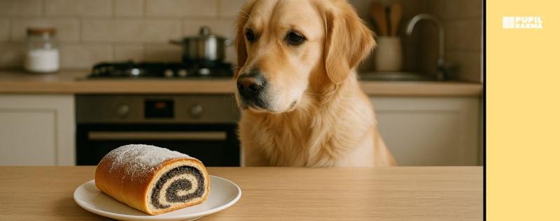 Czy mak może być niebezpieczny dla psa? Sprawdź, co musisz wiedzieć!