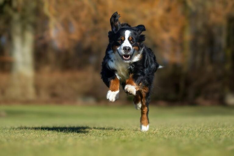 Jak długo pies może wytrzymać bez sikania? Oto dokładne informacje