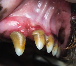 Jak skutecznie leczyć zapalenie dziąseł u psa z czarnymi i białymi dziąsłami?