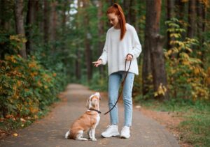 Jak skutecznie nauczyć rocznego psa sikania na dworze?