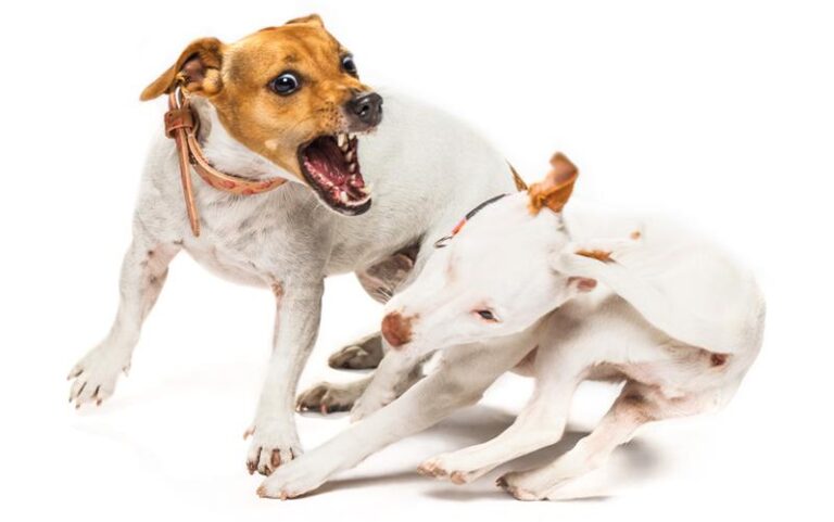 Kiedy miłość warczy: jak radzić sobie z agresywnym zachowaniem psa