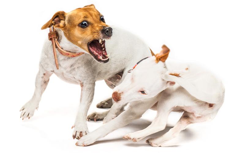 Kiedy miłość warczy: jak radzić sobie z agresywnym zachowaniem psa