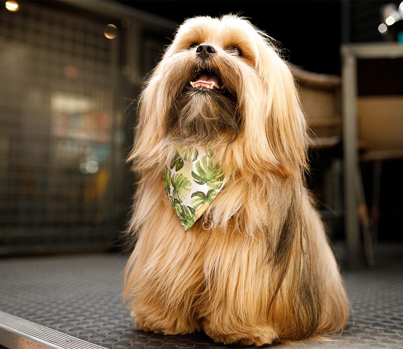 Lhasa Apso – odkryj fascynującą charakterystykę i opis tej wyjątkowej rasy