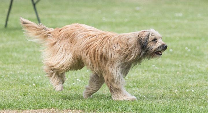 Owczarek pirenejski – niezwykła rasa z fascynującą charakterystyką i opisem osobowości
