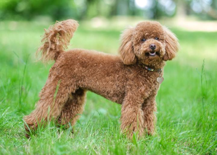 Pudel toy – najważniejsze informacje, które warto znać o tej uroczej rasie