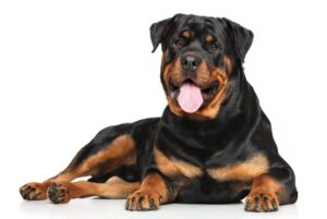 Rottweiler – niezwykły towarzysz z unikalną charakterystyką i opisem rasy