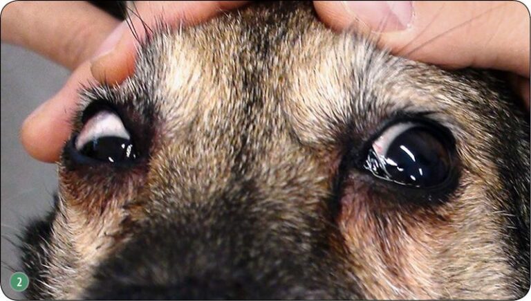 Zespół przedsionkowy u psa – przyczyny, objawy i skuteczne metody leczenia