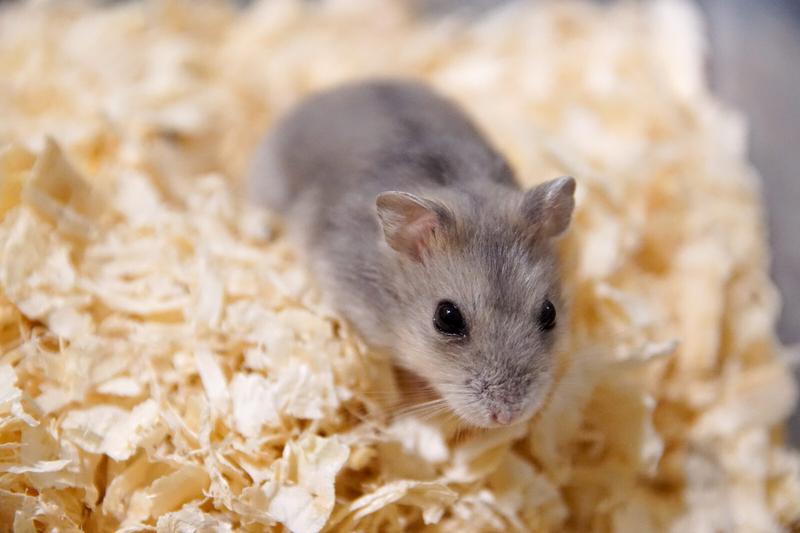 Alternatywy dla mleka