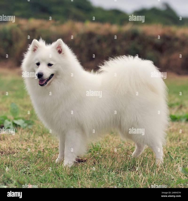 Cechy fizyczne i temperament eskimo dog