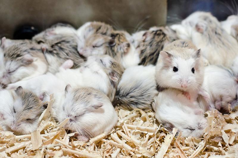 Chomik Roborowskiego opis rasy