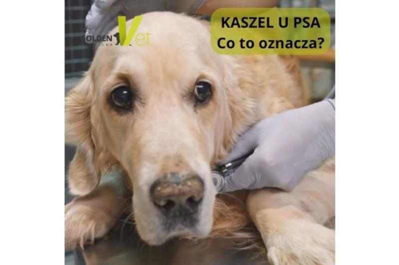 Choroby układu oddechowego u psów