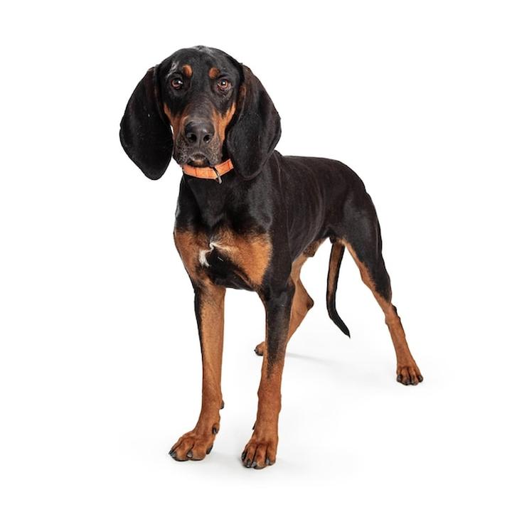 Czarno-podpalany coonhound