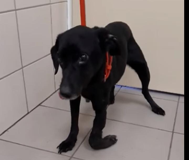 Czas zrastania kości u psa