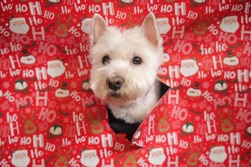 Czy pies może jeść barszcz czerwony