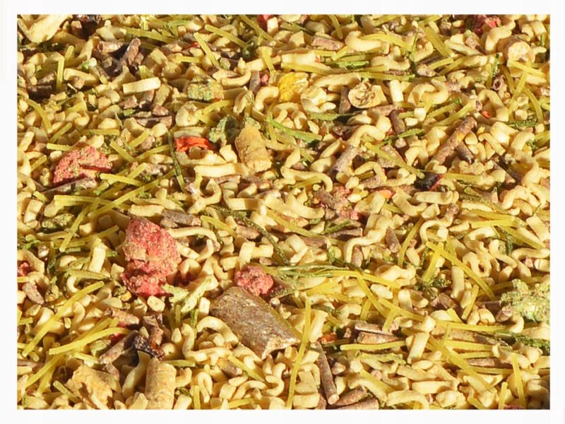 Czy pies może jeść makaron