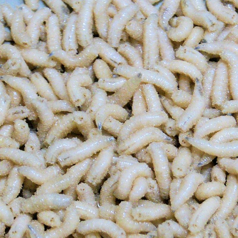 Dieta i odporność psa na pasożyty