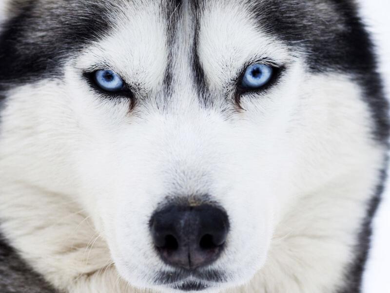 Heterochromia u psów