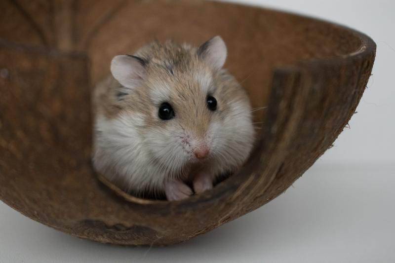 Historia i pochodzenie chomików Roborowskiego