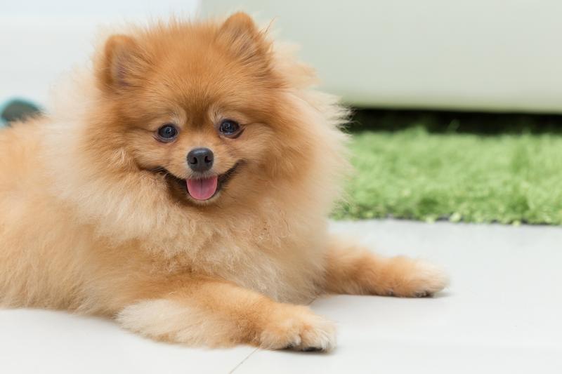 Historia pomeranianów i pochodzenie