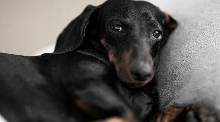 Kiedy podać Espumisan psu