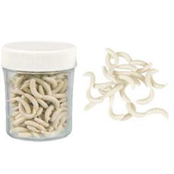 Leczenie i profilaktyka robaków u psów