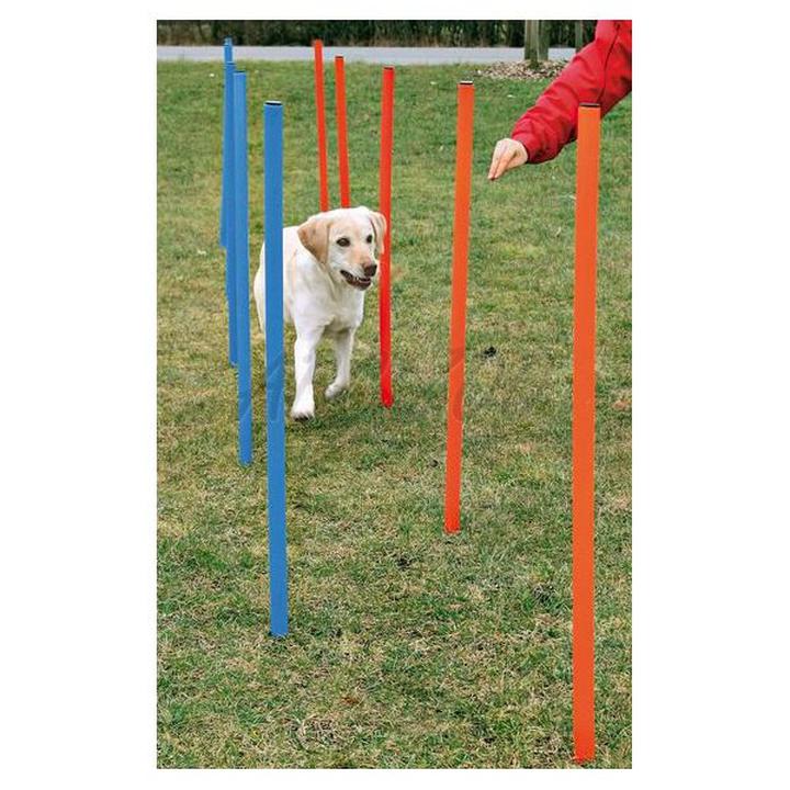 Motywacja i psychologia psa