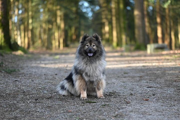 Nauka komendy daj piątkę