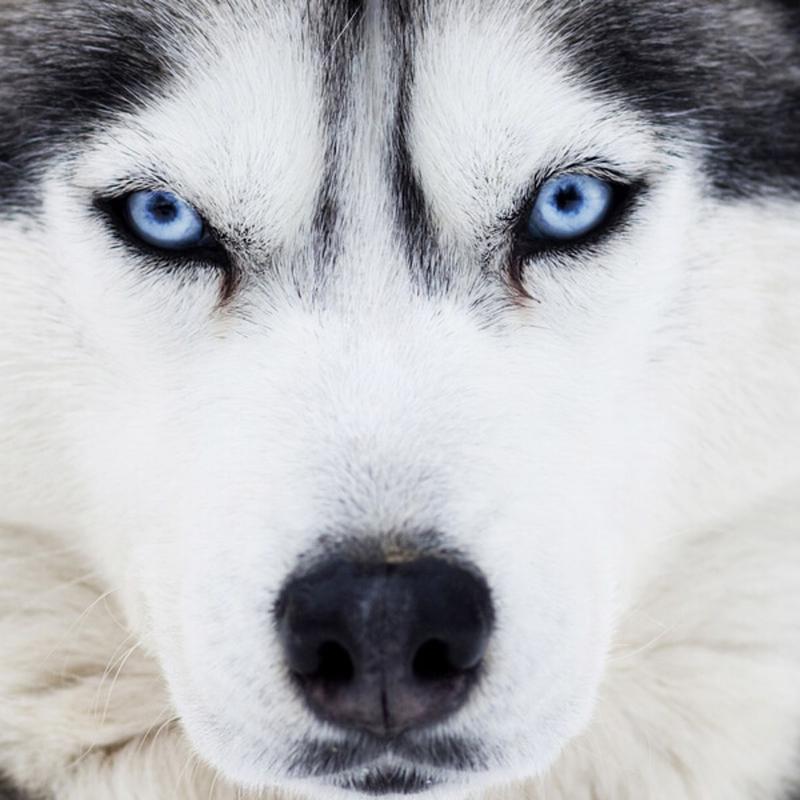 Niebieskie oczy u psów