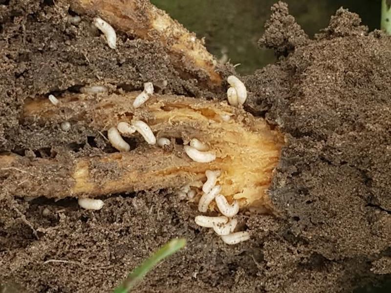 Objawy robaczycy u psa